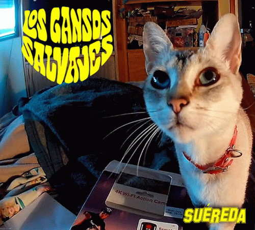 Los Gansos Salvajes : Suéreda